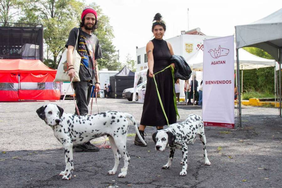 Sedema busca combatir abandono de mascotas jornada de esterilización masiva