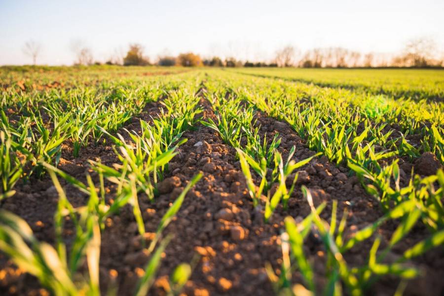 México y EEUU atienden desafíos del cambio climático en el sector agroalimentario