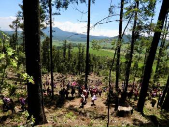 Aumenta a 20 años sanción por tala de árboles en suelo de conservación