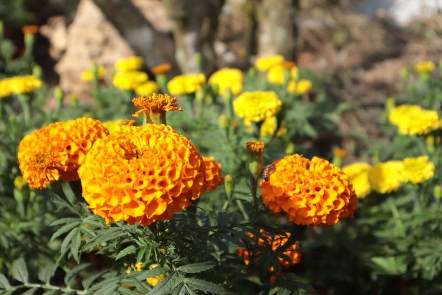 Aumenta 465% producción de cempasúchil en CDMX, reporta Sedema