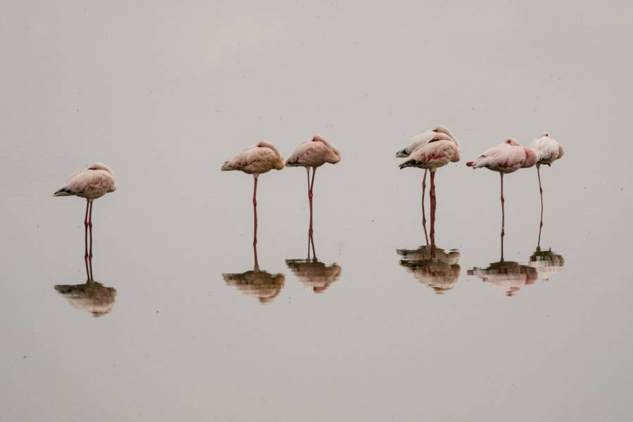 Incrementan flamencos en EEUU