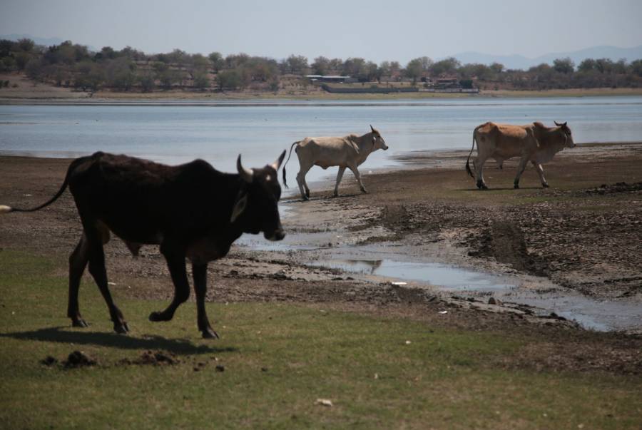 Impuestos al ganado podrían controlar las emisiones contaminantes