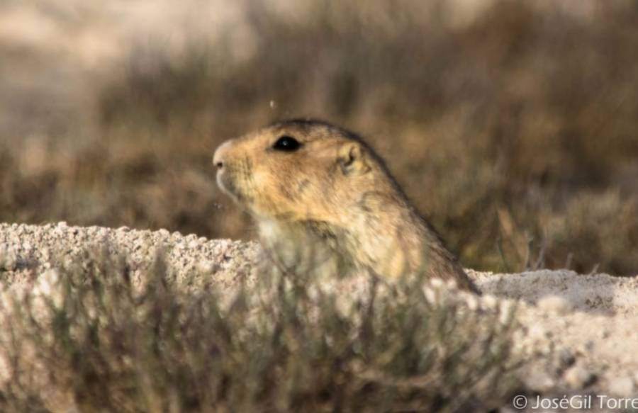 Perrito de la pradera regresa al Altiplano de SLP