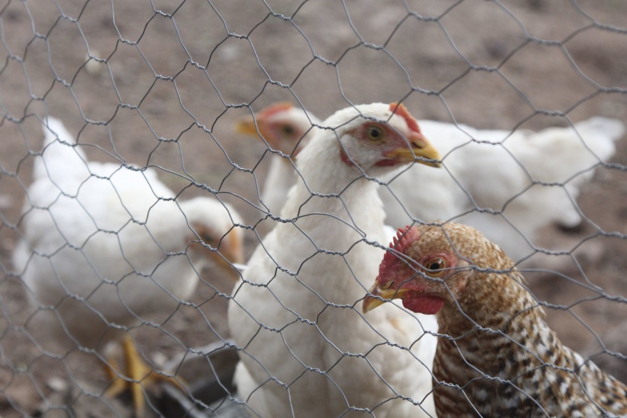 Modificación genética de pollos un gran avance para frenar la gripe aviar