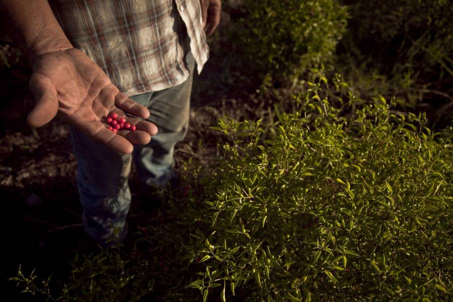 Cacahuate, pieza clave de agricultura nacional y fuente de nutrici&oacute;n