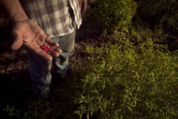 Cacahuate, pieza clave de agricultura nacional y fuente de nutrici&oacute;n
