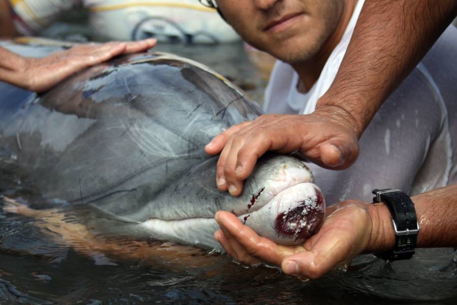 Sequ&iacute;a mata m&aacute;s de 150 delfines en Amazon&iacute;a brasile&ntilde;a, seg&uacute;n investigadores