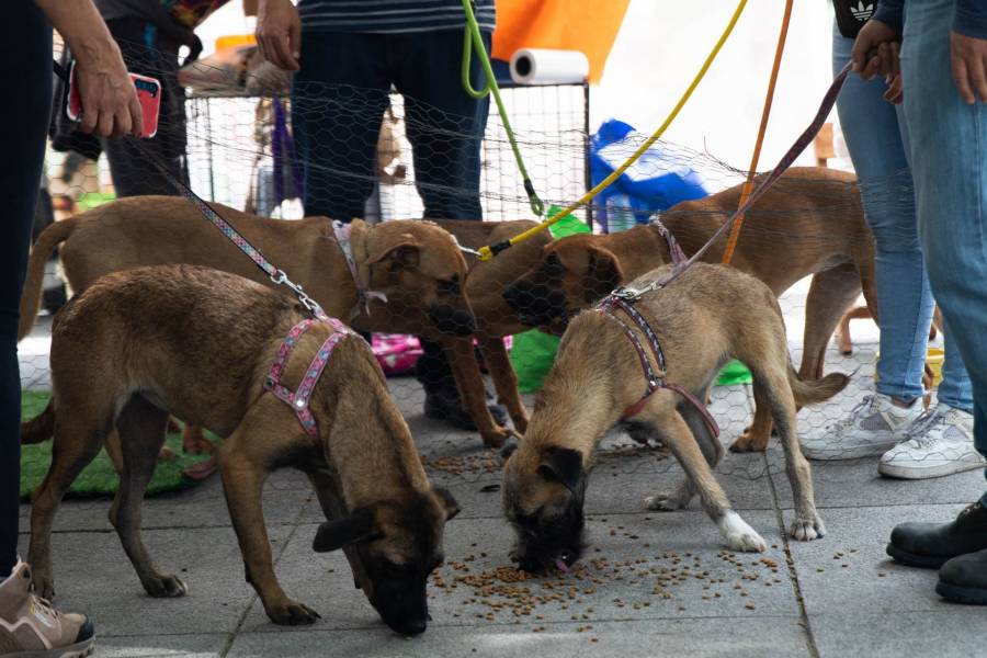 Texcoco se suma a la protección animal