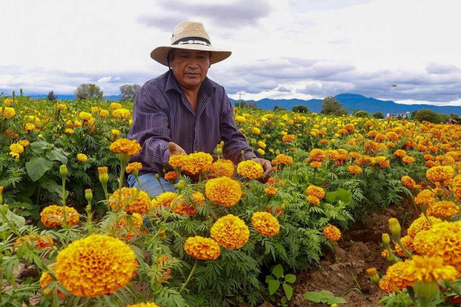 Promueve Agricultura protección y mejora de variedades de flor de cempasúchil