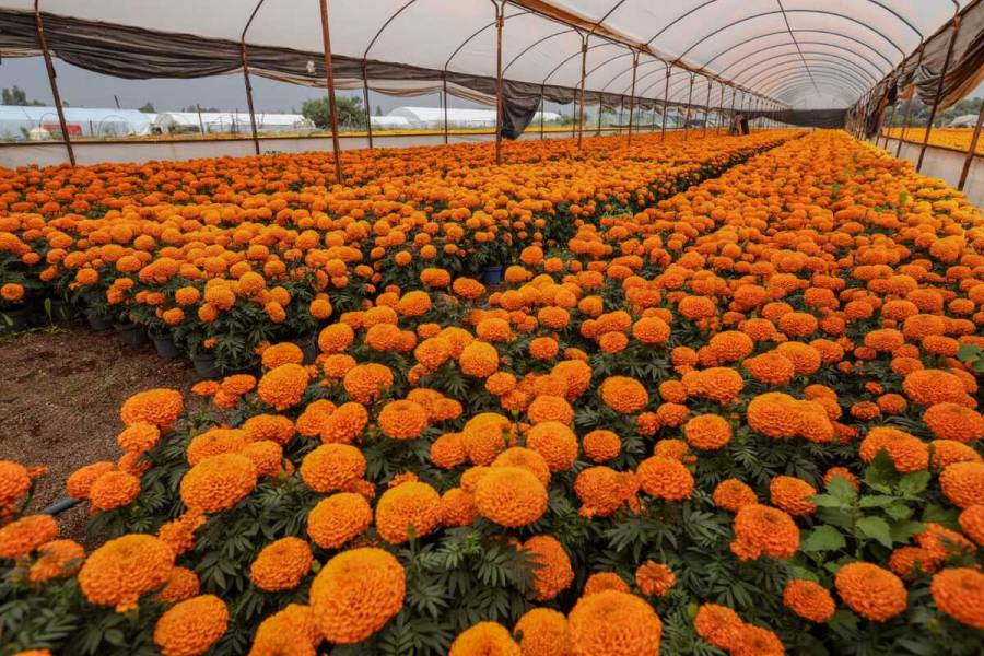 GCDMX invita a capitalinos a adquirir flores de cempasúchil de Xochimilco