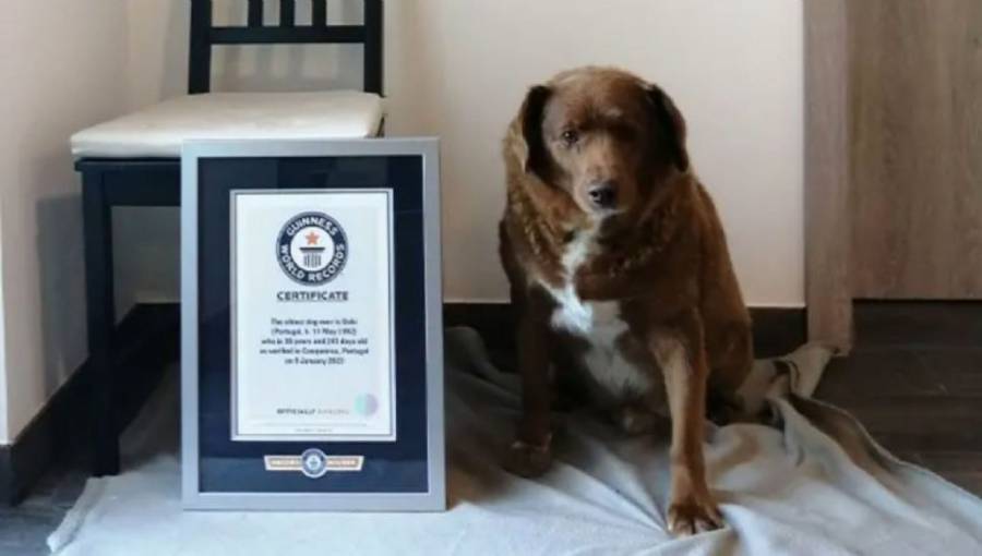 Adiós a un récord viviente: Bobi, el perro más longevo según el récord Guinness, fallece a los 31 años