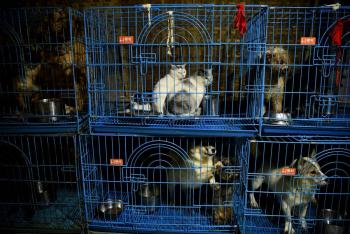 Polic&iacute;a China salva a m&aacute;s de mil gatos destinados al sacrificio para consumo humano