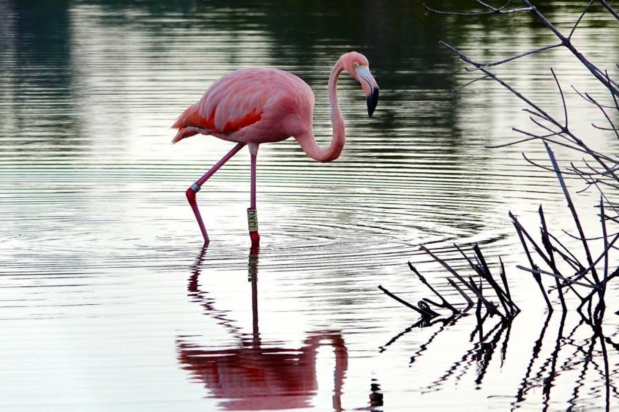 Observan flamencos en Veracruz