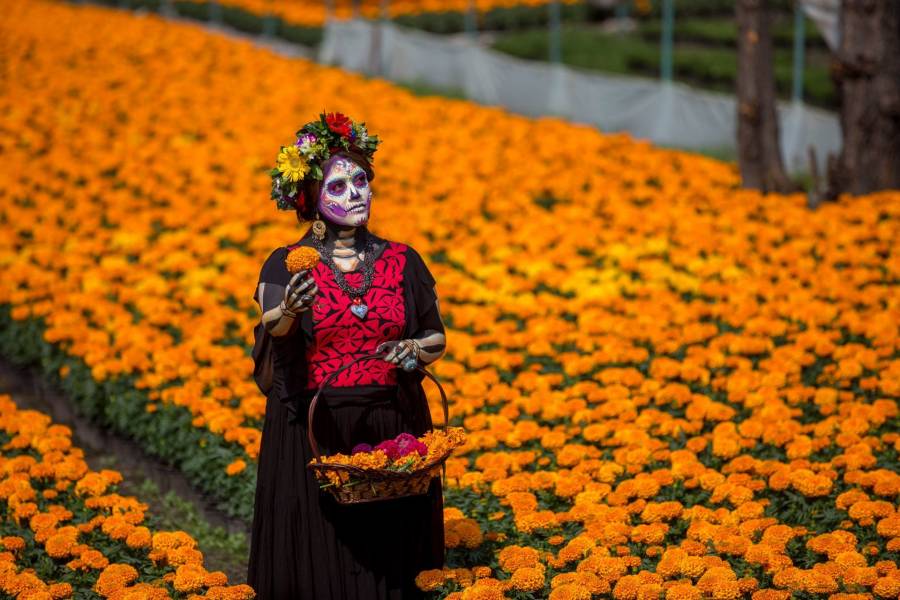 Verde en Casa: Cultivando tradiciones mexicanas