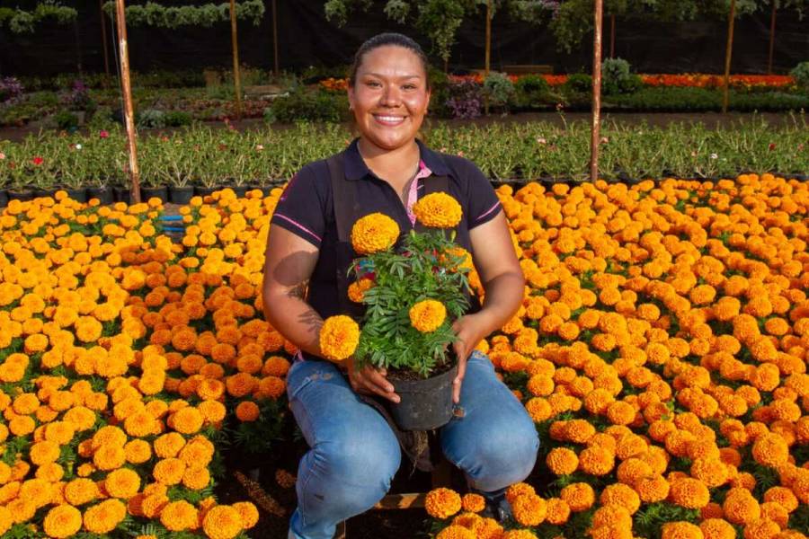 Promueve Sedema compra de cempasúchil cultivado en suelo de conservación