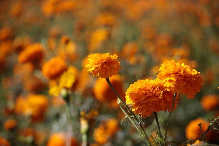 Estima Agricultura más de 4 mil mdp en producción de flores por Día de Muertos