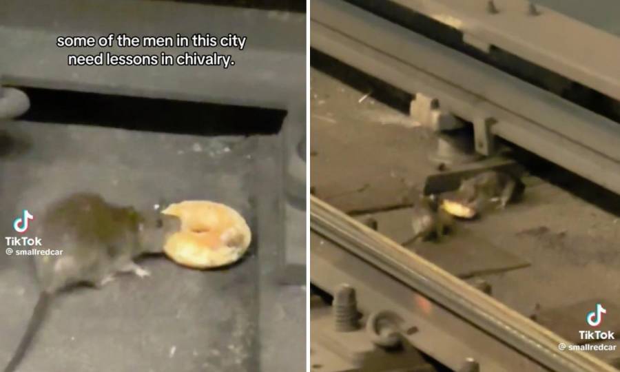 Captan a rata que comparte su dona con otra en el metro de Nueva York