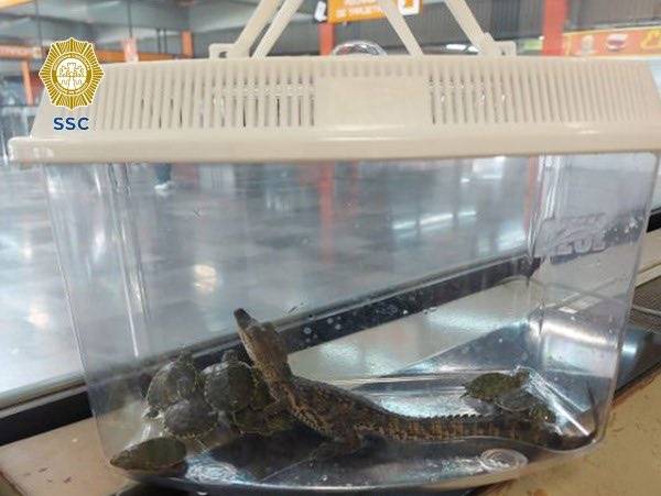 Encuentran animales exóticos en el Metro de la Ciudad de México