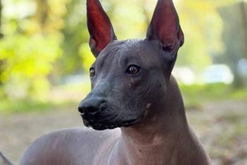 El perro, guardián de la vida después de la muerte