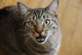 ¿Qu&eacute; pasa cuando los gatos engordan? Los cient&iacute;ficos opinan sobre obesidad