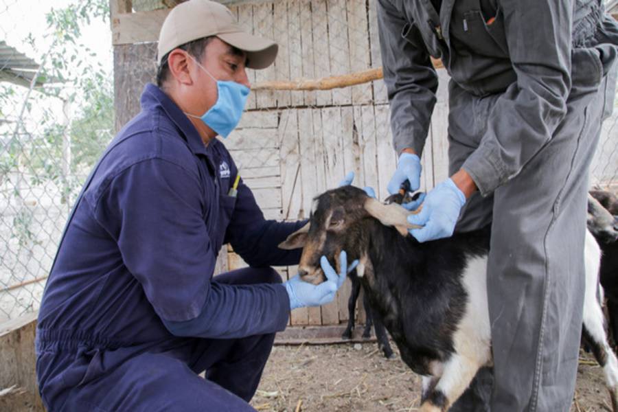 Moderniza Agricultura regulación sobre productos para uso o consumo animal