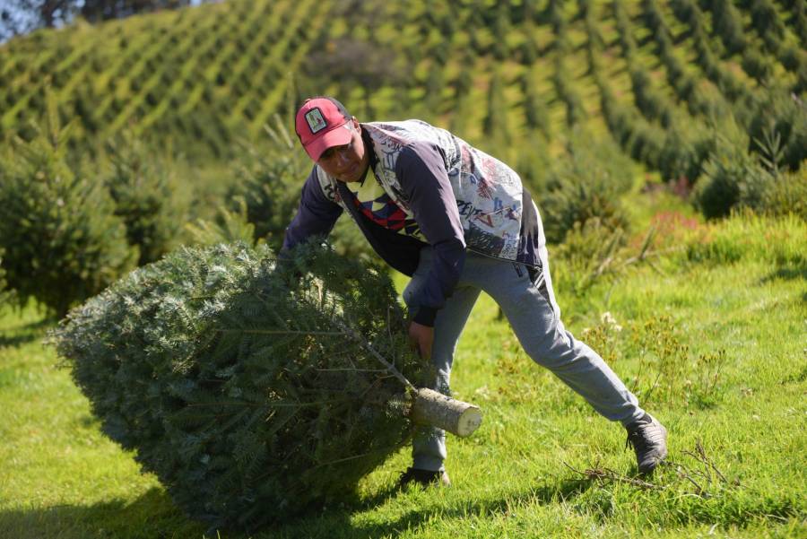 Valle de Bravo y Villa de Allende: certificados para la compra de árbol de navidad