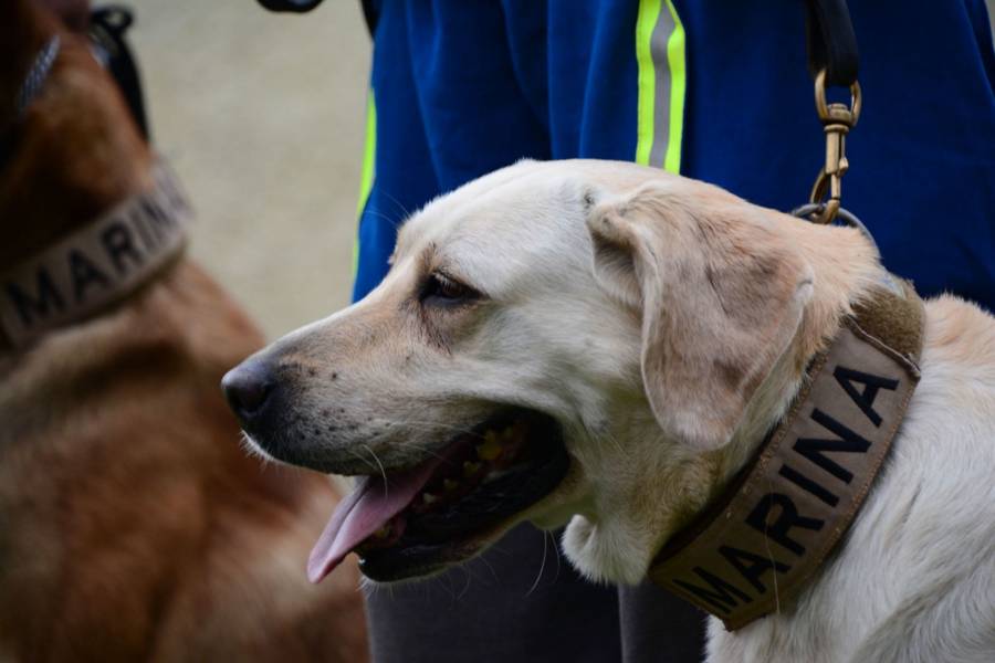 Semar alista homenaje a “Frida”, la perrita rescatista