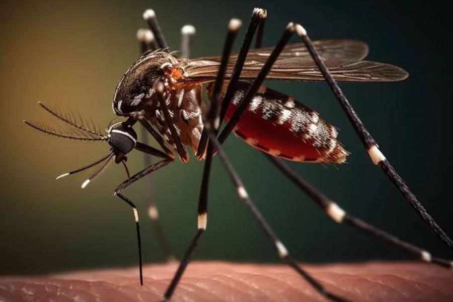 Salud despliega brigadas sanitarias para control de mosquitos transmisores de dengue, zika y chikungunya