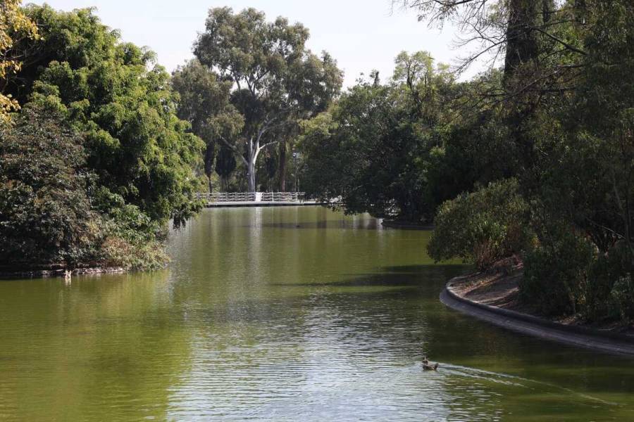 Sedema trabaja con UAM, UNAM y Conabio para sanear lagos en Chapultepec