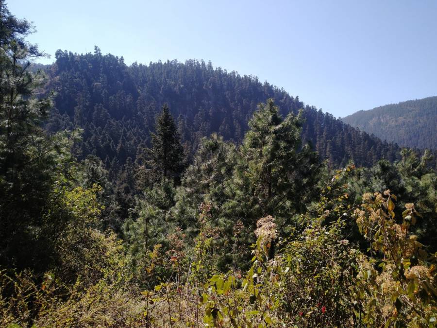 Jornadas de reforestación en Veracruz: gobierno destina 9.5 millones de pesos