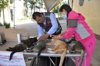 Rinde frutos en Neza iniciativa de Delfina G&oacute;mez para Programa &Eacute;tico de Control de Sobrepoblaci&oacute;n de Animales