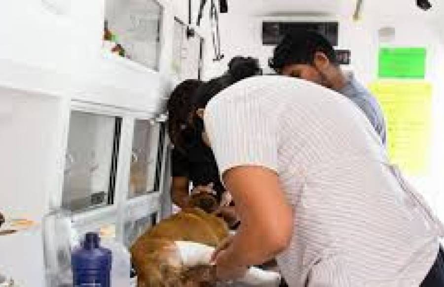 Ambudog en Soledad supera las 6 mil atenciones veterinarias gratuitas