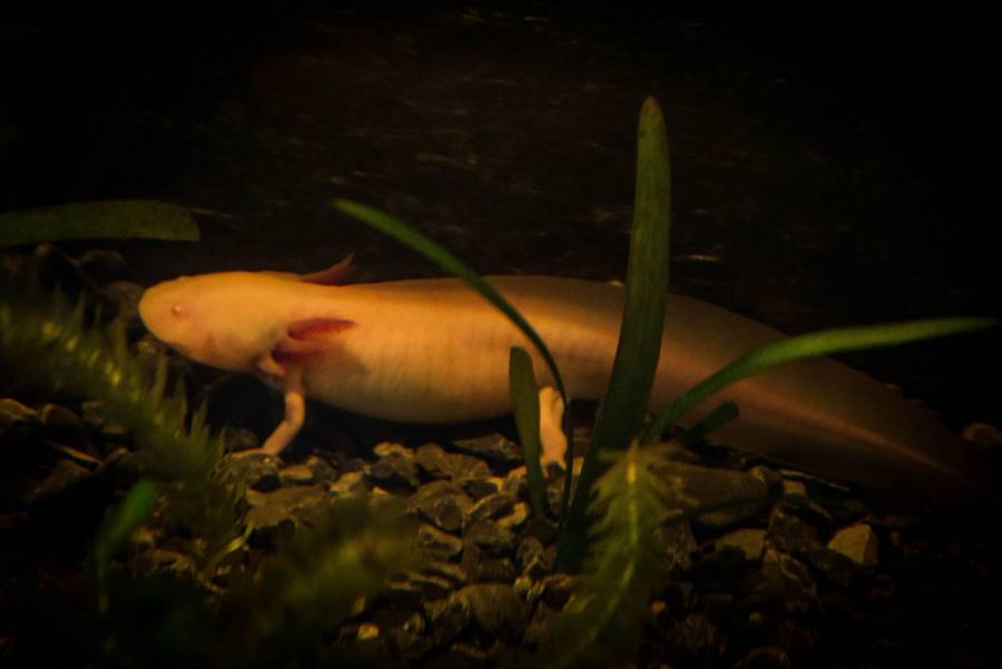 Busca UNAM preservación del Axolote en Xochimilco