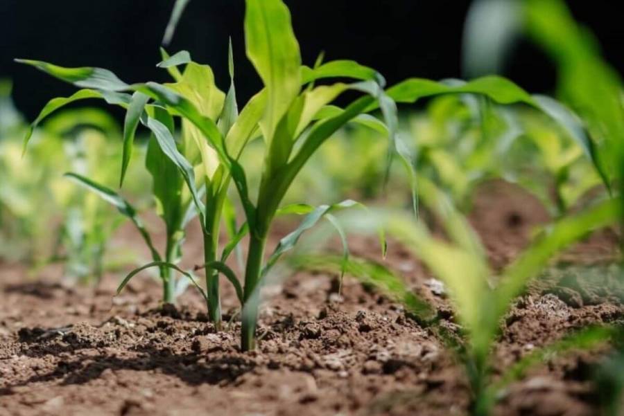 AMEXCID, Noruega y el CIMMYT impulsarán la innovación agrícola en el sur de México y Centroamérica