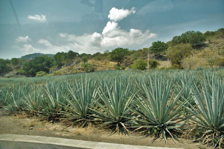 Bajas temperaturas no han afectado al campo queretano