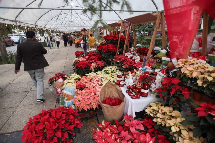 Inauguran Festival de Flores de Nochebuena en Paseo de la Reforma