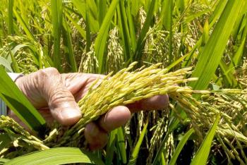 Reactiva Agricultura cultivo de arroz de alta calidad en Campeche