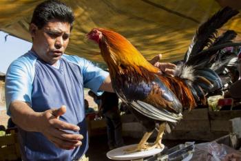 Crueldad transfronteriza: Desenmascarando redes de tr&aacute;fico de animales en EE. UU. y M&eacute;xico