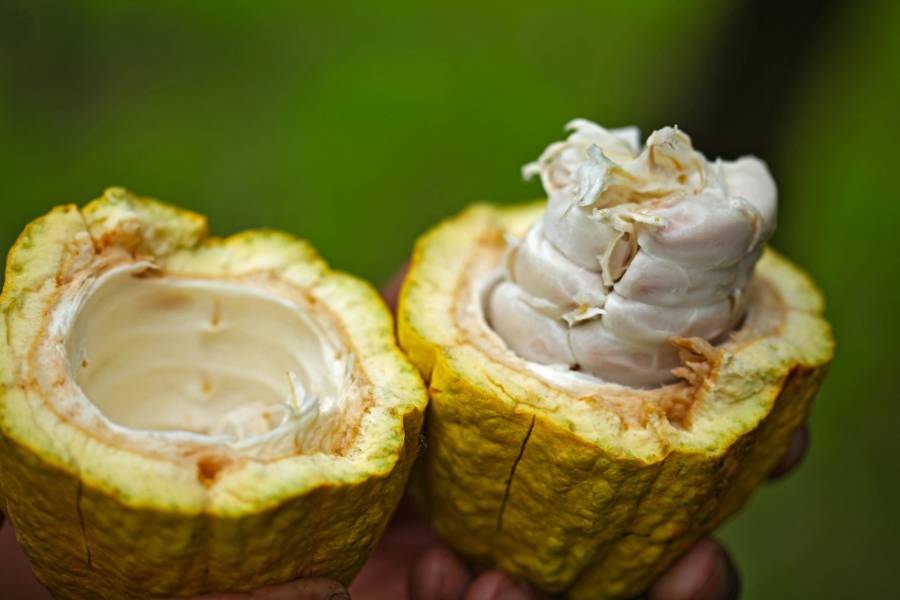 Investigadores destacan el cacao de alta calidad en Colombia