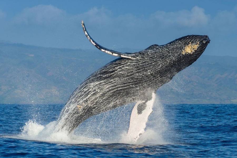 Las ballenas jorobadas llegan a Ixtapa Zihuatanejo