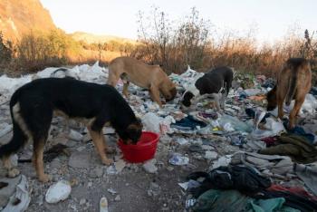 Endurecen multas por abandono animal en Tampico