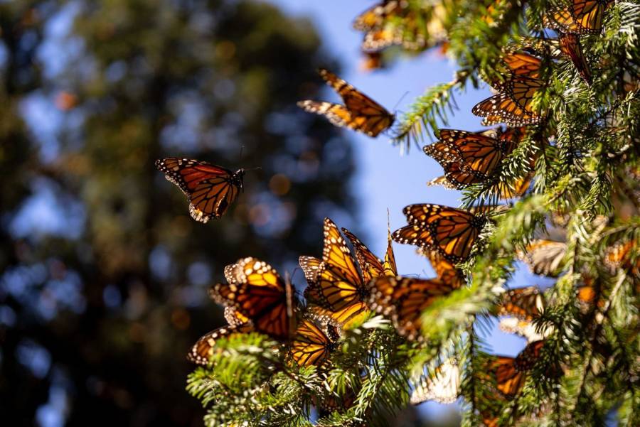 Qué está pasando con la mariposa Monarca: por qué ya no llegan a Edomex