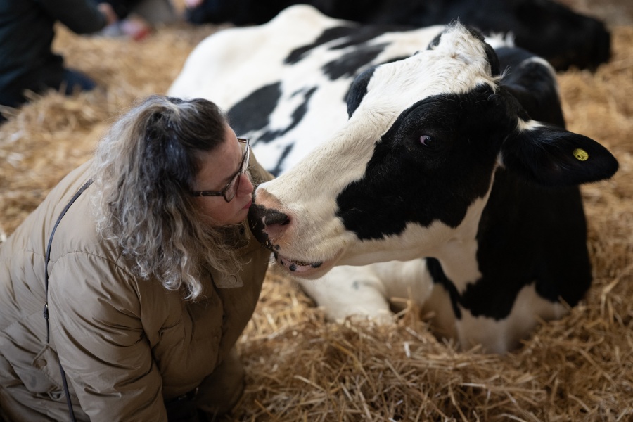 Contra el estr&eacute;s, ganaderos ingleses ofrecen sesiones de caricias a sus vacas