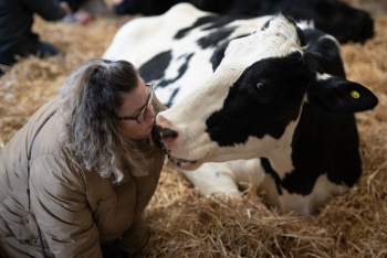 Contra el estrés, ganaderos ingleses ofrecen sesiones de caricias a sus vacas