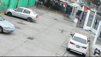 Atropello en Iztapalapa: Hombre causa la muerte de una perrita al pasarle por encima