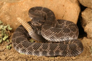 Veneno de serpiente de cascabel contiene mol&eacute;culas antibacerianas: UAQ