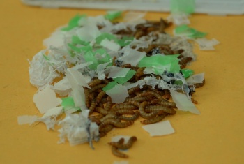 Con larvas, crean modelo sustentable para evaluar bolsas biodegradables