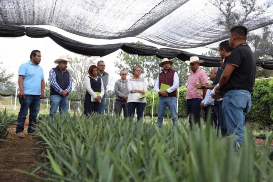 Promueve Secretaría del Campo producción de agave mezcalero en Edomex