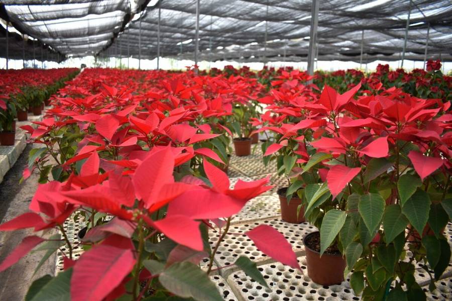 Garantizado el abasto de flor Nochebuena para cubrir demanda de fiestas decembrinas