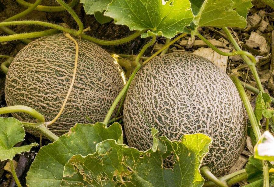Investiga Agricultura trazabilidad del melón mexicano